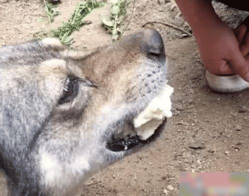 狗救狗的视频,狗狗间的真挚友谊