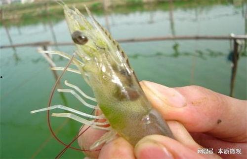 虾苗养殖视频